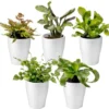 Ecoworld Mini Varen Plantjes Mix - Inclusief Mini Planten Potjes - 5 Stuks - Ø 6 Cm Hoogte 8-15 Cm