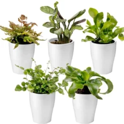 Planten Zorg Verkoop 15 Ecoworld Mini Varen Plantjes Mix - Inclusief Mini Planten Potjes - 5 Stuks - Ø 6 Cm Hoogte 8-15 Cm