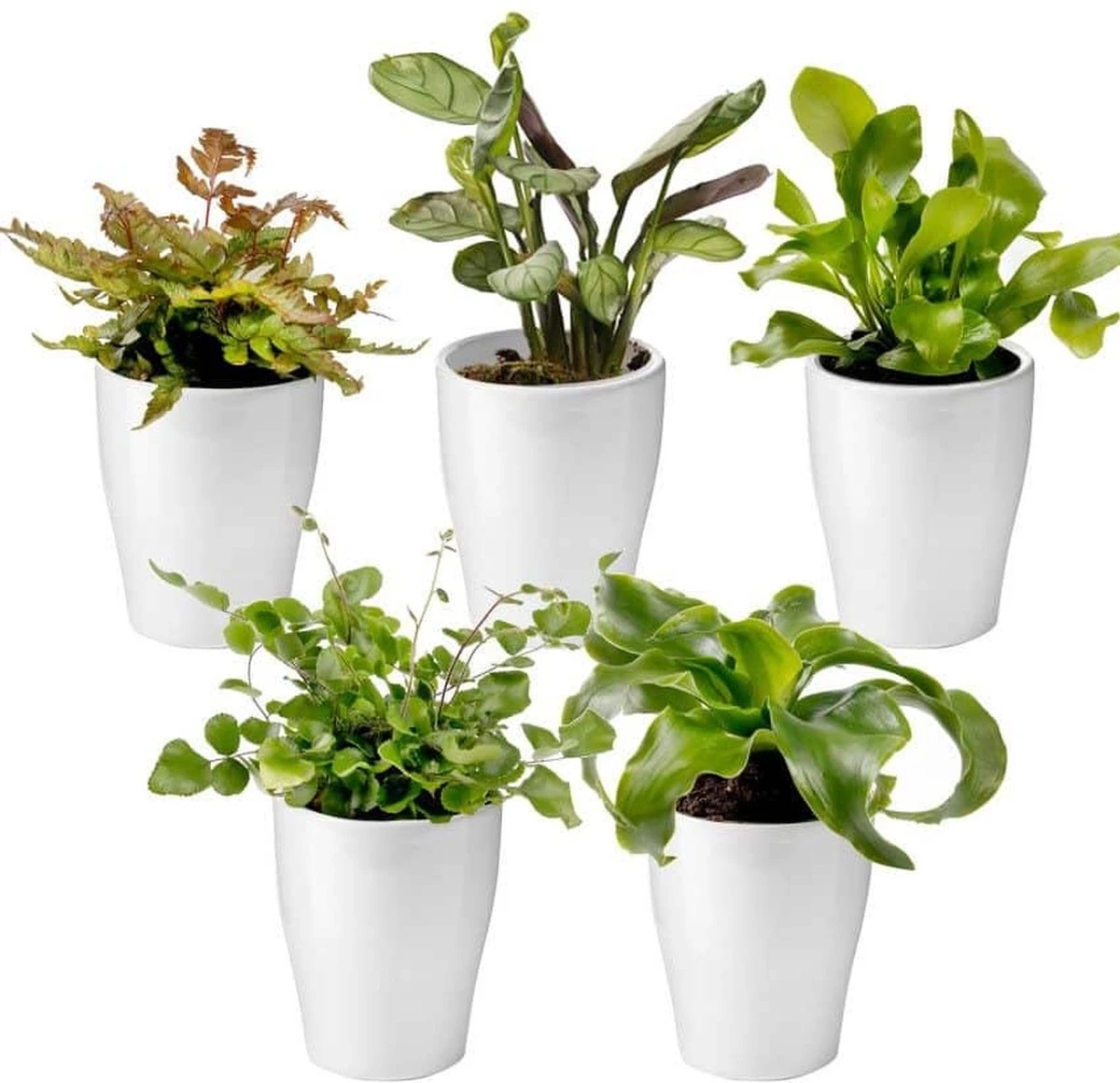 Ecoworld Mini Varen Plantjes Mix - Inclusief Mini Planten Potjes - 5 Stuks - Ø 6 Cm Hoogte 8-15 Cm 1 Ecoworld Mini Varen Plantjes Mix - Inclusief Mini Planten Potjes - 5 Stuks - Ø 6 Cm Hoogte 8-15 Cm