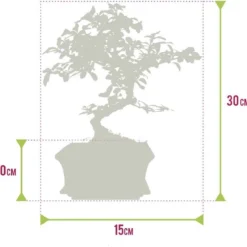 Bonsaiworld Bonsai Boompje + Starters Kit - 5-Delige Set - 10 Jaar Oude Bonsai Boom - Hoogte 25-30 Cm -Planten Zorg Verkoop 1200x1160