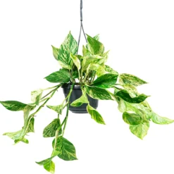 Planten Zorg Verkoop 3 Scindapsus 'Marble Queen' | Drakenklimop