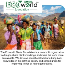 Ecoworld Mini Varen Plantjes Mix - Inclusief Mini Planten Potjes - 5 Stuks - Ø 6 Cm Hoogte 8-15 Cm 10 Ecoworld Mini Varen Plantjes Mix - Inclusief Mini Planten Potjes - 5 Stuks - Ø 6 Cm Hoogte 8-15 Cm -Planten Zorg Verkoop 1200x1187