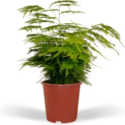 Asparagus Plumosus - Sierasperge - 35cm