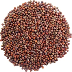 Biologische Broccoli Kiemzaden 250 Gram -Planten Zorg Verkoop 1200x1192 1