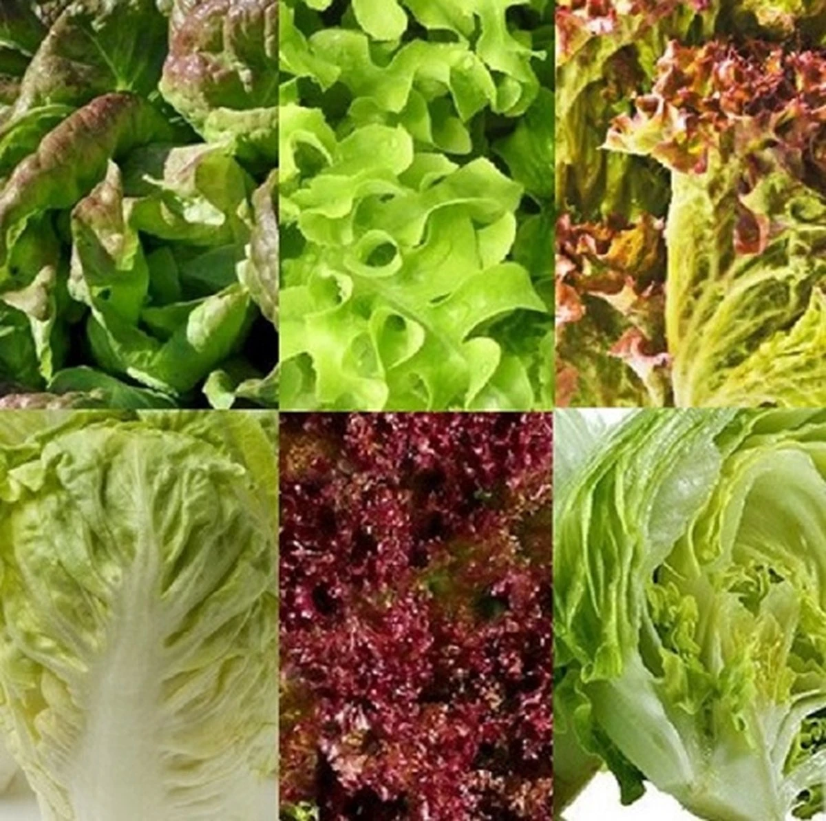 Sla Zaden Assortiment Zaadlint 1 Sla Zaden Assortiment Zaadlint