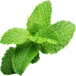 Peppermint Refill 3-Pack Smart Garden -Planten Zorg Verkoop 1200x1193