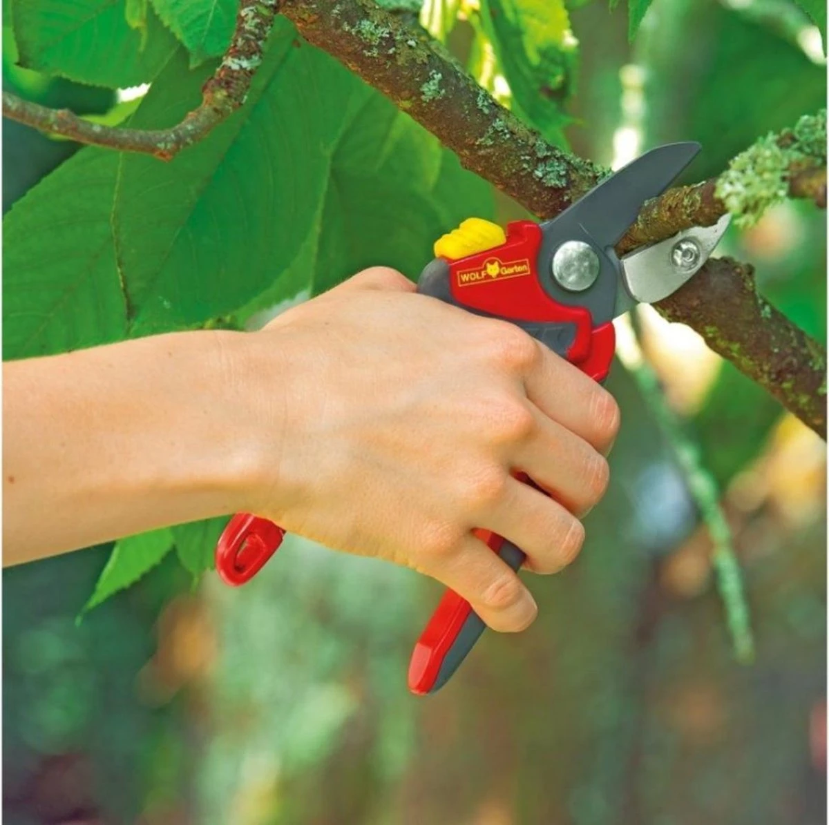 WOLF-Garten Snoeischaar "Premium Plus" RS 4000 - Aambeeld - Max. Knipdiameter 25 Mm - Links- En Rechtshandige - Softinleg Handgreep - Snijhoek 30° - Voor Grote Handen - Vervangbare Messen En Aambeeld 6 WOLF-Garten Snoeischaar "Premium Plus" RS 4000 - Aambeeld - Max. Knipdiameter 25 Mm - Links- En Rechtshandige - Softinleg Handgreep - Snijhoek 30° - Voor Grote Handen - Vervangbare Messen En Aambeeld - Afbeelding 6