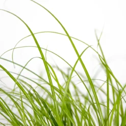 3x Cyperus 'Zumula' - Kattengras - Kamerplant - Huisdiervriendelijk - ⌀12 Cm - 20-25 Cm -Planten Zorg Verkoop 1200x1198