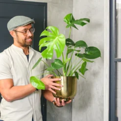 Monstera Deliciosa | Kamerplant | Groene Plant | Gatenplant | Potmaat 17cm | Hoogte 50cm | Geleverd In Kwekerspot -Planten Zorg Verkoop 1200x1200 106