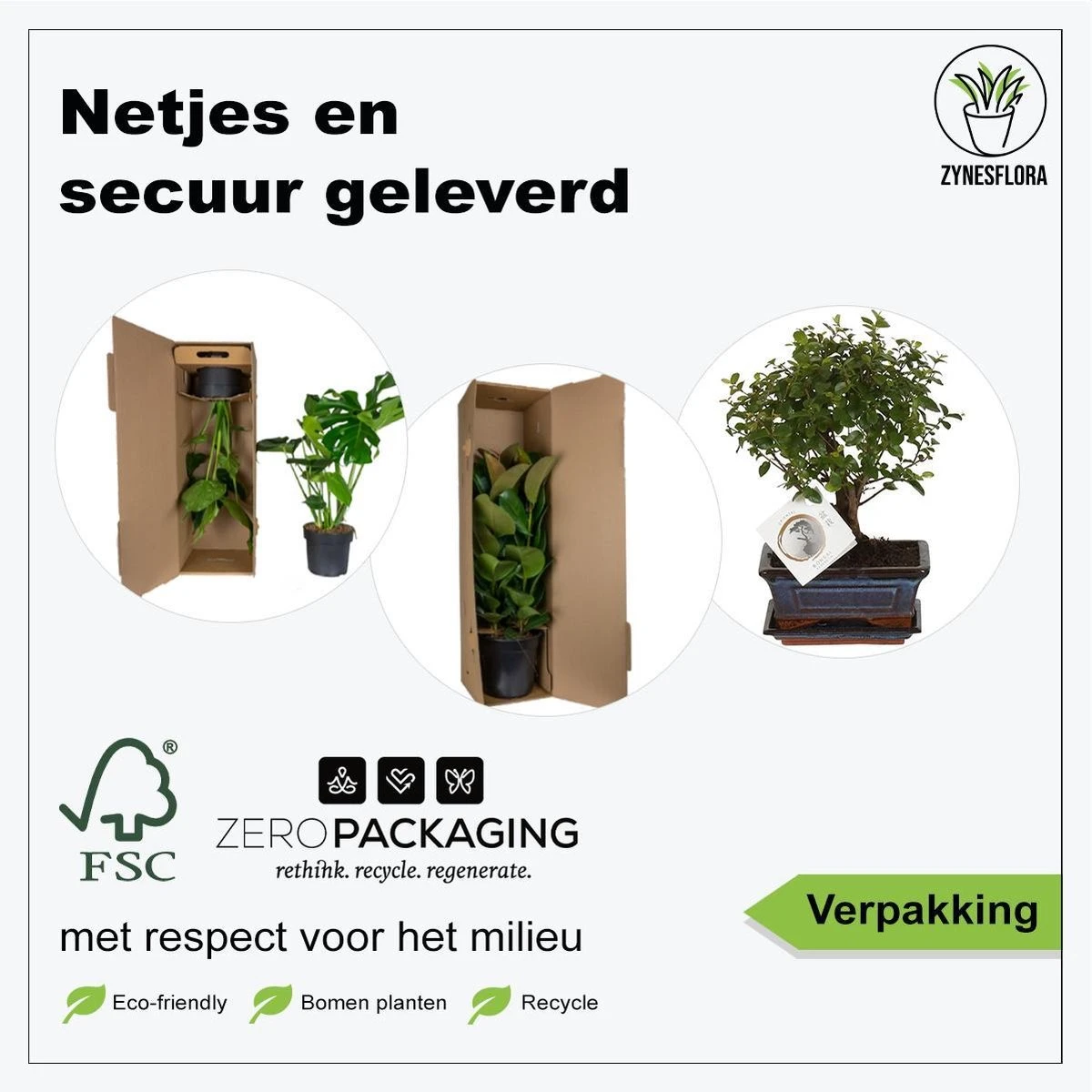 ZynesFlora - Bonsai In Keramiek - Kamerplant In Pot - Ø 15 Cm - Hoogte: 25-30 Cm - Kamerplant 3 ZynesFlora - Bonsai In Keramiek - Kamerplant In Pot - Ø 15 Cm - Hoogte: 25-30 Cm - Kamerplant - Afbeelding 3