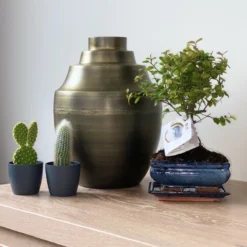 ZynesFlora - Bonsai In Keramiek - Kamerplant In Pot - Ø 15 Cm - Hoogte: 25-30 Cm - Kamerplant 14 ZynesFlora - Bonsai In Keramiek - Kamerplant In Pot - Ø 15 Cm - Hoogte: 25-30 Cm - Kamerplant -Planten Zorg Verkoop 1200x1200 111