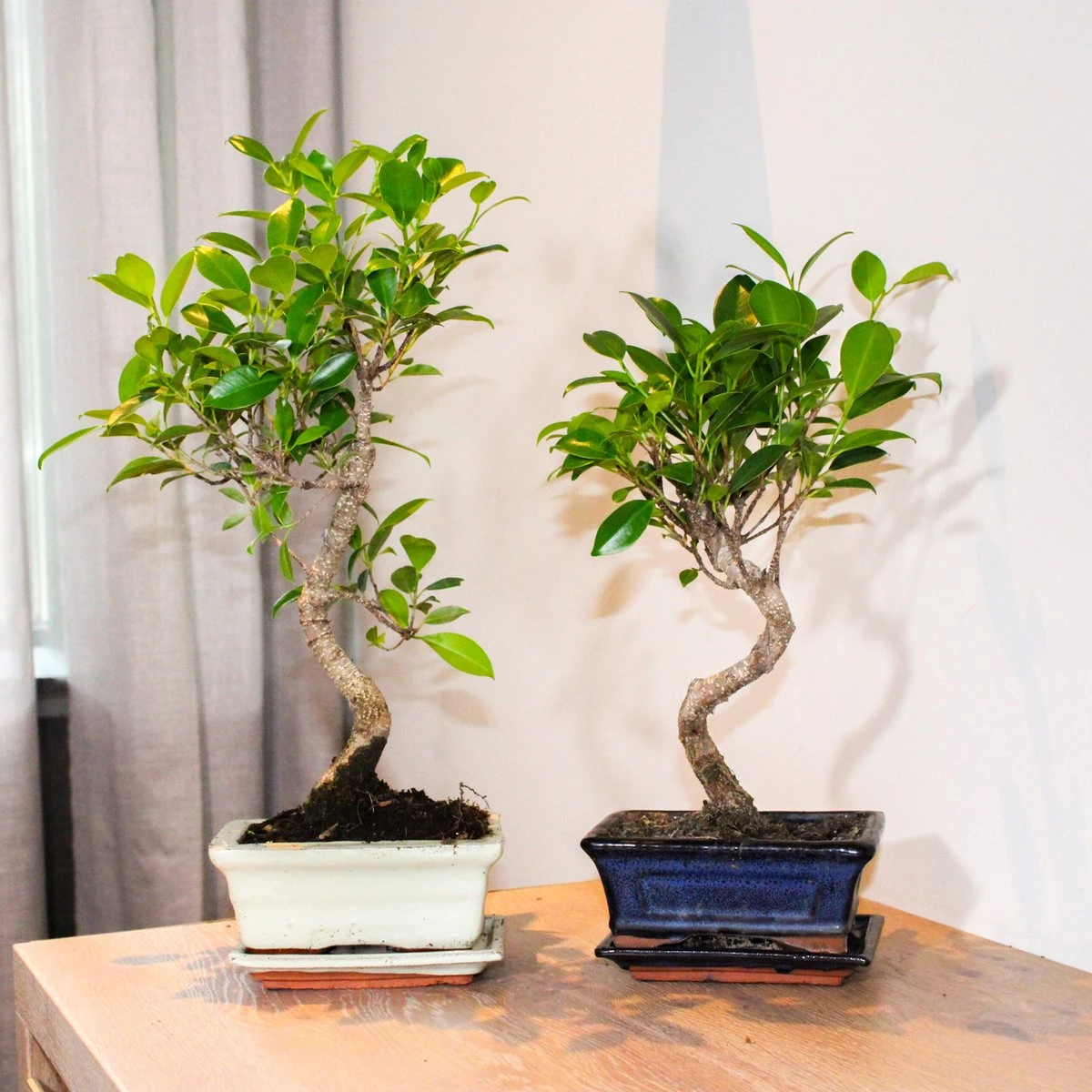 ZynesFlora - Bonsai In Keramiek - Kamerplant In Pot - Ø 15 Cm - Hoogte: 25-30 Cm - Kamerplant 6 ZynesFlora - Bonsai In Keramiek - Kamerplant In Pot - Ø 15 Cm - Hoogte: 25-30 Cm - Kamerplant - Afbeelding 6