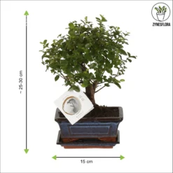 ZynesFlora - Bonsai In Keramiek - Kamerplant In Pot - Ø 15 Cm - Hoogte: 25-30 Cm - Kamerplant 16 ZynesFlora - Bonsai In Keramiek - Kamerplant In Pot - Ø 15 Cm - Hoogte: 25-30 Cm - Kamerplant -Planten Zorg Verkoop 1200x1200 113