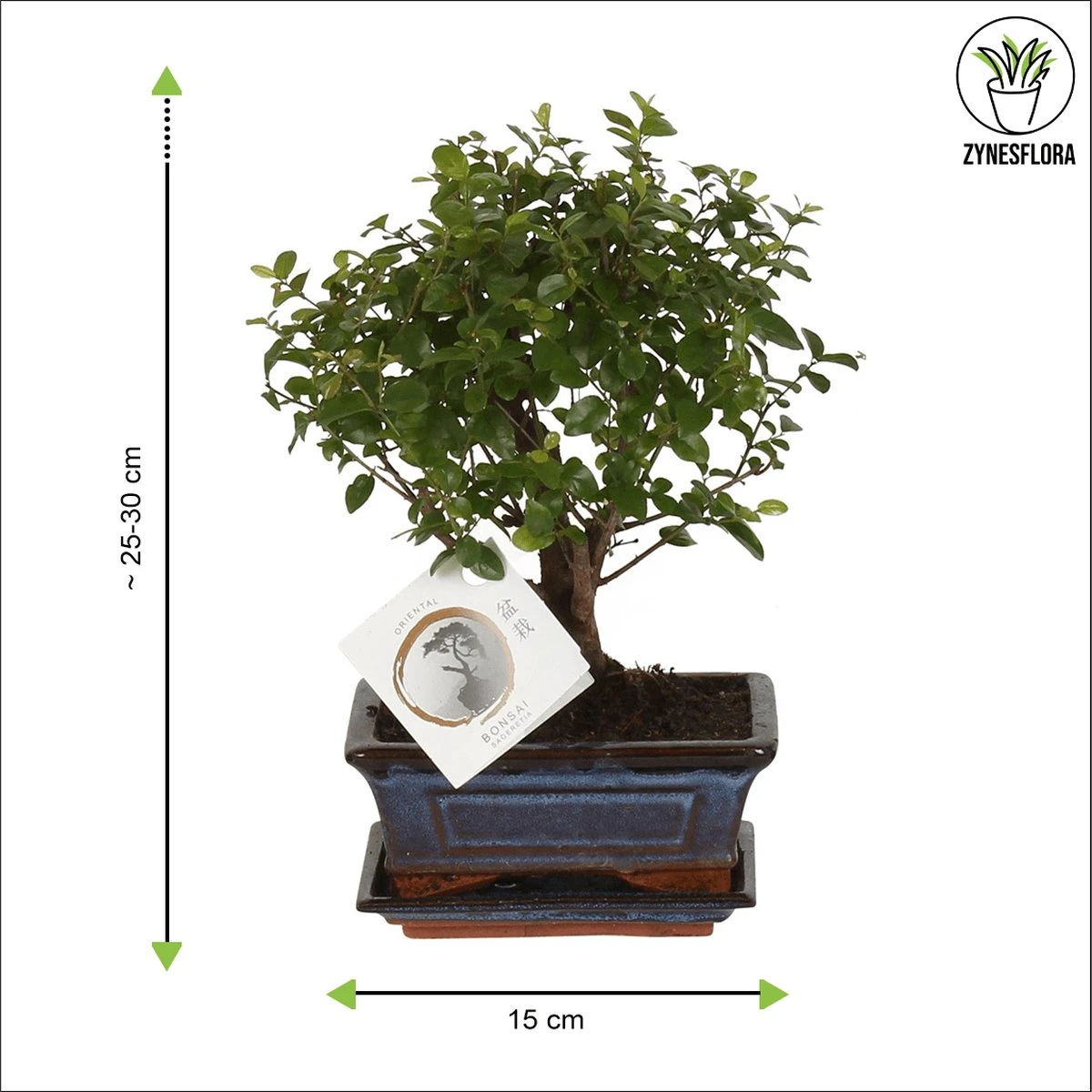 ZynesFlora - Bonsai In Keramiek - Kamerplant In Pot - Ø 15 Cm - Hoogte: 25-30 Cm - Kamerplant 7 ZynesFlora - Bonsai In Keramiek - Kamerplant In Pot - Ø 15 Cm - Hoogte: 25-30 Cm - Kamerplant - Afbeelding 7