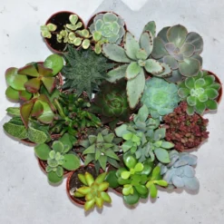 ZynesFlora - Mini Succulenten Mix - 12 Stuks - Ø 5,5 Cm - Hoogte: 5-10 Cm - Vetplant - Kamerplant 14 ZynesFlora - Mini Succulenten Mix - 12 Stuks - Ø 5,5 Cm - Hoogte: 5-10 Cm - Vetplant - Kamerplant -Planten Zorg Verkoop 1200x1200 121