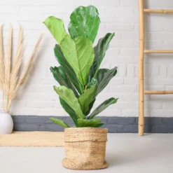 Ficus Lyrata | Groene Kamerplant | Potmaat 21cm | Hoogte 95cm | Geleverd In Kwekerspot