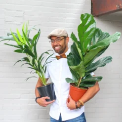 Ficus Lyrata | Groene Kamerplant | Potmaat 21cm | Hoogte 95cm | Geleverd In Kwekerspot -Planten Zorg Verkoop 1200x1200 137