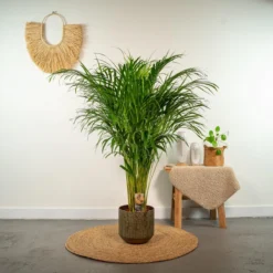 Areca Palm 110 Cm Hoog - 21cm Potmaat - Grote Kamerplant - Dypsis Lutescens -Planten Zorg Verkoop 1200x1200 142