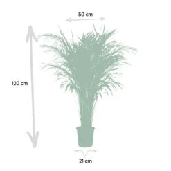 Areca Palm 110 Cm Hoog - 21cm Potmaat - Grote Kamerplant - Dypsis Lutescens -Planten Zorg Verkoop 1200x1200 143