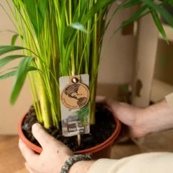 Areca Palm 110 Cm Hoog - 21cm Potmaat - Grote Kamerplant - Dypsis Lutescens -Planten Zorg Verkoop 1200x1200 144