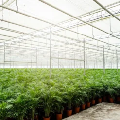 Areca Palm 110 Cm Hoog - 21cm Potmaat - Grote Kamerplant - Dypsis Lutescens -Planten Zorg Verkoop 1200x1200 145