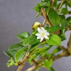 Bonsaiworld Bonsai Boompje + Starters Kit - 5-Delige Set - 10 Jaar Oude Bonsai Boom - Hoogte 25-30 Cm -Planten Zorg Verkoop 1200x1200 153