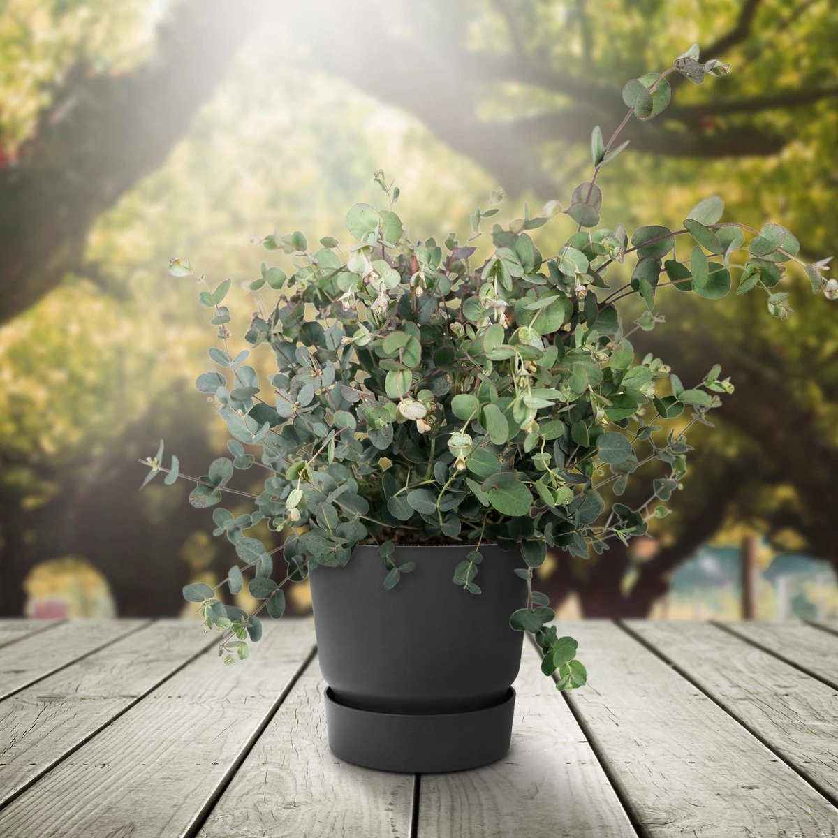 Eucalyptus - 45cm - Ø17 2 Eucalyptus - 45cm - Ø17 - Afbeelding 2