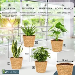 WL Plants - Set Van 4 - Kamerplanten - 1x Aloë Vera, 1x Coffea Arabica, 1x Monstera Deliciosa, 1x Sansevieria Laurentii - 12cm Diameter - Van Professionele Kweek - Groene Planten - Binnen Planten - In Bruine Mand Gemaakt Van Riet - ± 35cm Hoog -Planten Zorg Verkoop 1200x1200 176