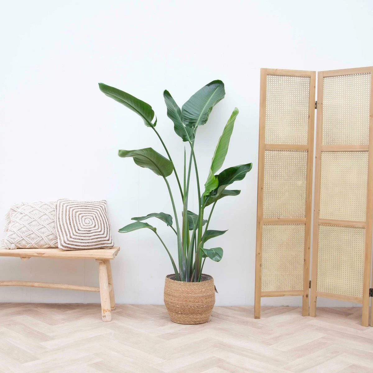 Strelitzia Nicolai - 180cm 1 Strelitzia Nicolai - 180cm