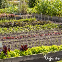 Groentezaden Pakket – 25 Culinaire Soorten - Organifer -Planten Zorg Verkoop 1200x1200 19