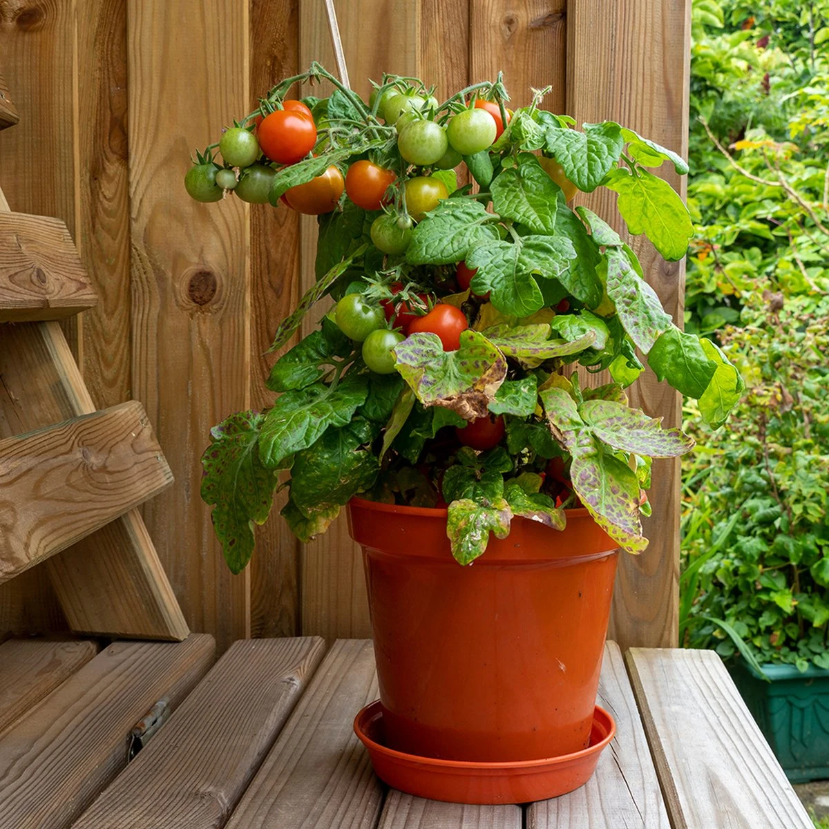 Tuin De Bruijn® Zaden - Tomaat - Pottomaat Minibel - Zeer Hoge Opbrengst - Eenvoudige Teelt 3 Tuin De Bruijn® Zaden - Tomaat - Pottomaat Minibel - Zeer Hoge Opbrengst - Eenvoudige Teelt - Afbeelding 3