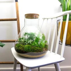Mini-Ecosysteem | 35 Cm Hoog - Zelfvoorzienende Planten In Fles - Terrarium Met Kamerplanten Voor Binnen | Plant In Fles - Sam XL - Flessentuin 6 Mini-Ecosysteem | 35 Cm Hoog - Zelfvoorzienende Planten In Fles - Terrarium Met Kamerplanten Voor Binnen | Plant In Fles - Sam XL - Flessentuin -Planten Zorg Verkoop 1200x1200 206