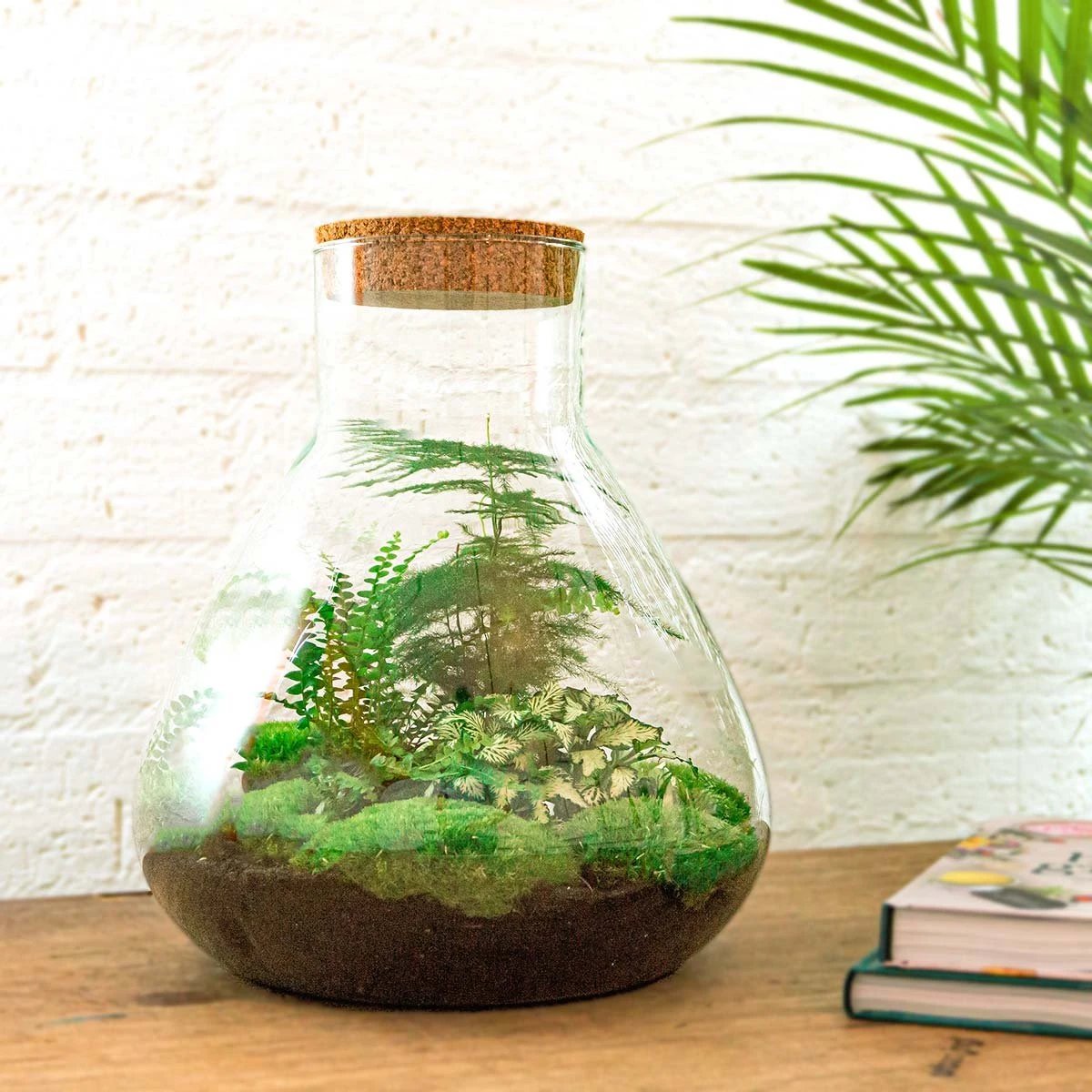 Mini-Ecosysteem | 35 Cm Hoog - Zelfvoorzienende Planten In Fles - Terrarium Met Kamerplanten Voor Binnen | Plant In Fles - Sam XL - Flessentuin 4 Mini-Ecosysteem | 35 Cm Hoog - Zelfvoorzienende Planten In Fles - Terrarium Met Kamerplanten Voor Binnen | Plant In Fles - Sam XL - Flessentuin - Afbeelding 4