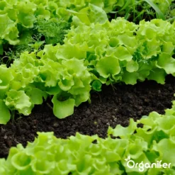 Groentezaden Pakket – 25 Culinaire Soorten - Organifer -Planten Zorg Verkoop 1200x1200 21