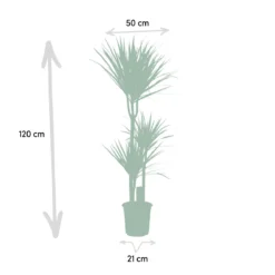 XXL Dracaena Marginata, Drakenbloedboom - 120cm Hoog, ø21cm Potmaat - Grote Kamerplant ,Tropische Palm - Vers Van De Kwekerij, Luchtzuiverend, Makkelijke Verzorging -Planten Zorg Verkoop 1200x1200 211