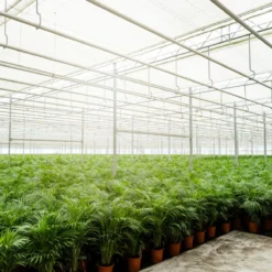 Areca Palm - Goudpalm/Dypsis Lutescens - 85cm Hoog, 19Ø - - Zonder Mand -Planten Zorg Verkoop 1200x1200 217