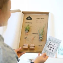 Luchtplantjes -Planten Zorg Verkoop 1200x1200 221