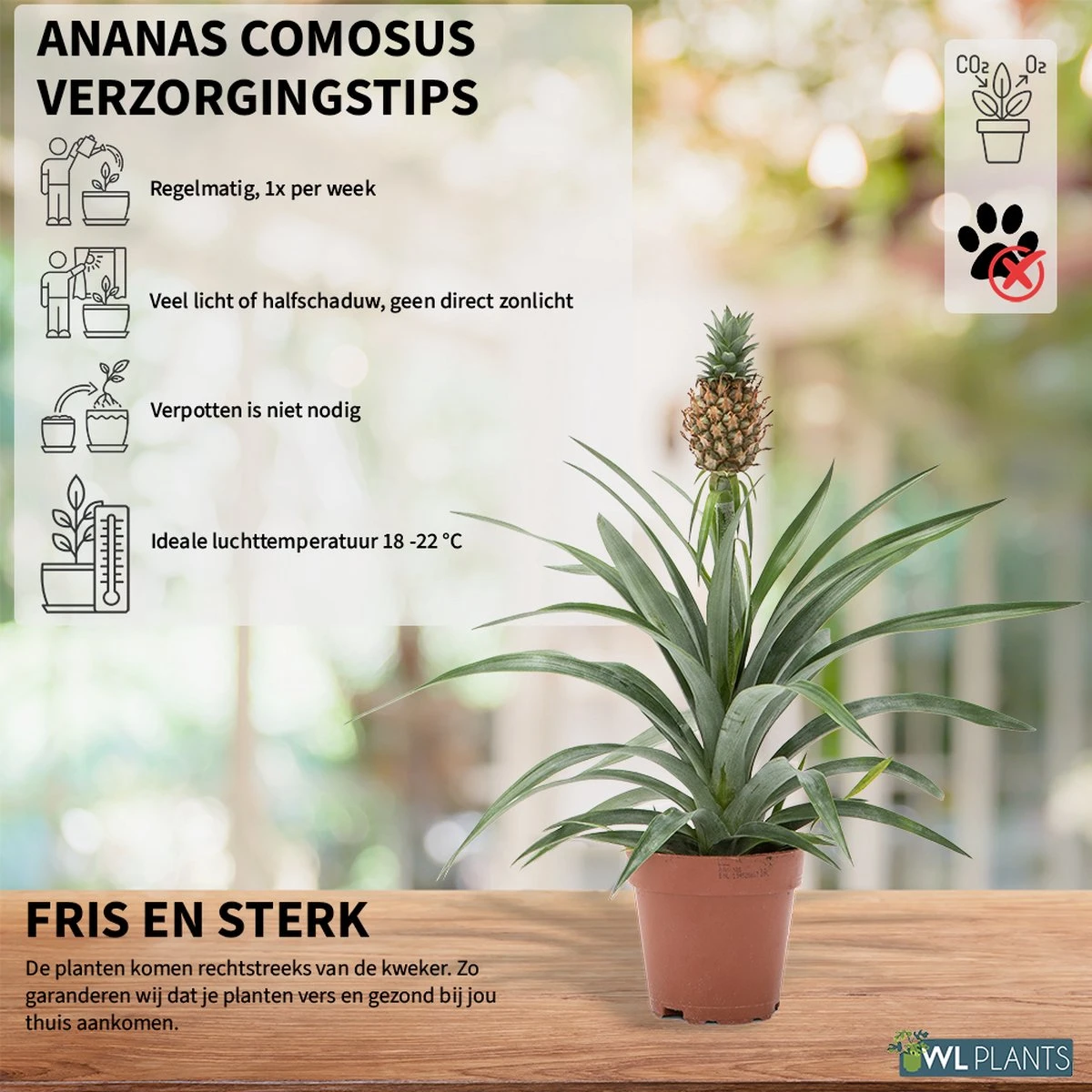 WL Plants - Ananasplant - Ananas Comosus - Kamerplanten - Bromelia - Anti Snurk - Zeer Luchtzuiverend - Gemakkelijk Te Verzorgen - ± 45cm Hoog – 12 Cm Diameter - In Kweekpot 2 WL Plants - Ananasplant - Ananas Comosus - Kamerplanten - Bromelia - Anti Snurk - Zeer Luchtzuiverend - Gemakkelijk Te Verzorgen - ± 45cm Hoog – 12 Cm Diameter - In Kweekpot - Afbeelding 2