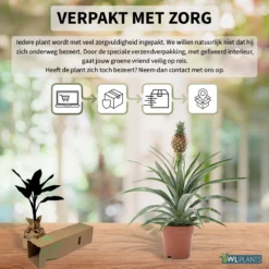 WL Plants - Ananasplant - Ananas Comosus - Kamerplanten - Bromelia - Anti Snurk - Zeer Luchtzuiverend - Gemakkelijk Te Verzorgen - ± 45cm Hoog – 12 Cm Diameter - In Kweekpot 10 WL Plants - Ananasplant - Ananas Comosus - Kamerplanten - Bromelia - Anti Snurk - Zeer Luchtzuiverend - Gemakkelijk Te Verzorgen - ± 45cm Hoog – 12 Cm Diameter - In Kweekpot -Planten Zorg Verkoop 1200x1200 223