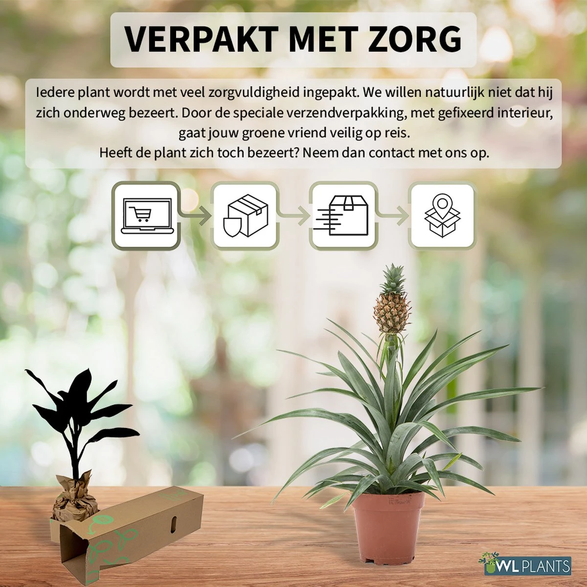 WL Plants - Ananasplant - Ananas Comosus - Kamerplanten - Bromelia - Anti Snurk - Zeer Luchtzuiverend - Gemakkelijk Te Verzorgen - ± 45cm Hoog – 12 Cm Diameter - In Kweekpot 4 WL Plants - Ananasplant - Ananas Comosus - Kamerplanten - Bromelia - Anti Snurk - Zeer Luchtzuiverend - Gemakkelijk Te Verzorgen - ± 45cm Hoog – 12 Cm Diameter - In Kweekpot - Afbeelding 4