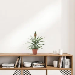 WL Plants - Ananasplant - Ananas Comosus - Kamerplanten - Bromelia - Anti Snurk - Zeer Luchtzuiverend - Gemakkelijk Te Verzorgen - ± 45cm Hoog – 12 Cm Diameter - In Kweekpot 11 WL Plants - Ananasplant - Ananas Comosus - Kamerplanten - Bromelia - Anti Snurk - Zeer Luchtzuiverend - Gemakkelijk Te Verzorgen - ± 45cm Hoog – 12 Cm Diameter - In Kweekpot -Planten Zorg Verkoop 1200x1200 224