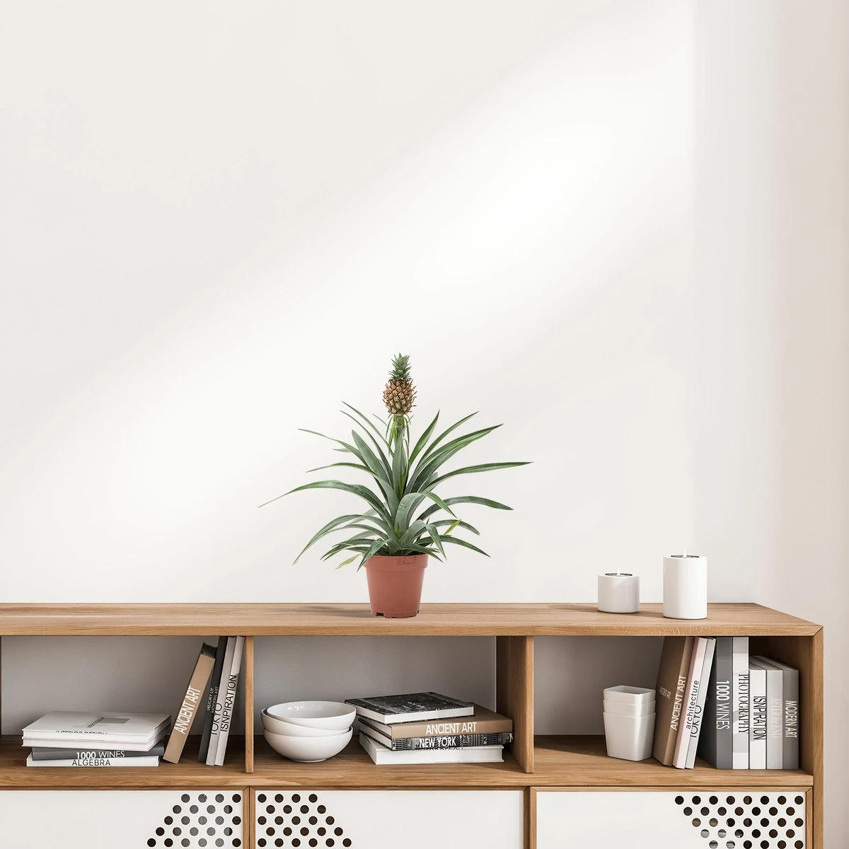 WL Plants - Ananasplant - Ananas Comosus - Kamerplanten - Bromelia - Anti Snurk - Zeer Luchtzuiverend - Gemakkelijk Te Verzorgen - ± 45cm Hoog – 12 Cm Diameter - In Kweekpot 5 WL Plants - Ananasplant - Ananas Comosus - Kamerplanten - Bromelia - Anti Snurk - Zeer Luchtzuiverend - Gemakkelijk Te Verzorgen - ± 45cm Hoog – 12 Cm Diameter - In Kweekpot - Afbeelding 5