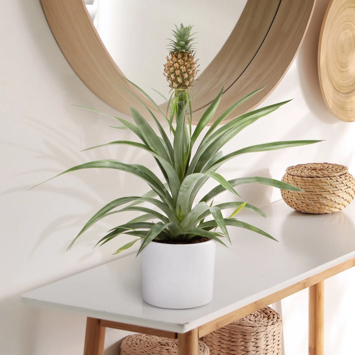 WL Plants - Ananasplant - Ananas Comosus - Kamerplanten - Bromelia - Anti Snurk - Zeer Luchtzuiverend - Gemakkelijk Te Verzorgen - ± 45cm Hoog – 12 Cm Diameter - In Kweekpot 6 WL Plants - Ananasplant - Ananas Comosus - Kamerplanten - Bromelia - Anti Snurk - Zeer Luchtzuiverend - Gemakkelijk Te Verzorgen - ± 45cm Hoog – 12 Cm Diameter - In Kweekpot - Afbeelding 6