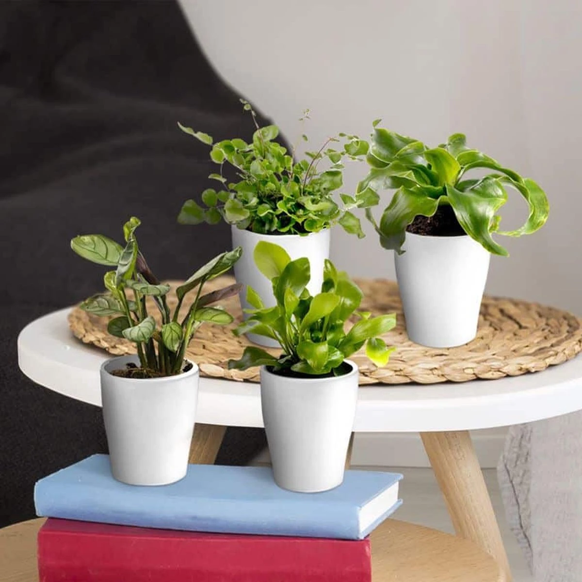 Ecoworld Mini Varen Plantjes Mix - Inclusief Mini Planten Potjes - 5 Stuks - Ø 6 Cm Hoogte 8-15 Cm 2 Ecoworld Mini Varen Plantjes Mix - Inclusief Mini Planten Potjes - 5 Stuks - Ø 6 Cm Hoogte 8-15 Cm - Afbeelding 2