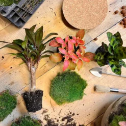 Planten Terrarium DIY - Milky Palm - ↑ 30 Cm - Ecosysteem Plant - Kamerplanten - DIY Planten Terrarium - Mini Ecosysteem 5 Planten Terrarium DIY - Milky Palm - ↑ 30 Cm - Ecosysteem Plant - Kamerplanten - DIY Planten Terrarium - Mini Ecosysteem -Planten Zorg Verkoop 1200x1200 237