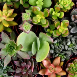 Planten Zorg Verkoop -Planten Zorg Verkoop 1200x1200 238