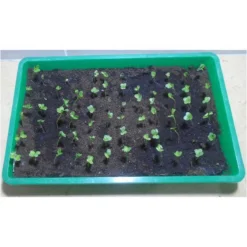 Groentezaden Assortiment 36 Soorten (sla, Kolen, Wortels, Kruiden, Tomaten, Paprika, Uien, Prei) Zaadlint -Planten Zorg Verkoop 1200x1200