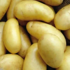 Pootaardappel 'Annabelle', Maat 28/32 - Zeer Vroeg Ras - 1kg (35-40st.) 5 Pootaardappel 'Annabelle', Maat 28/32 - Zeer Vroeg Ras - 1kg (35-40st.) -Planten Zorg Verkoop 1200x1200 28