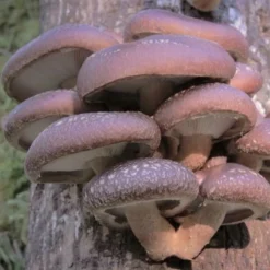 ToshiFarm Broed Voor Shiitake - 50 Gram - Zelf Shiitake Kweken - Broed Voor Shiitake Kweekset - Paddenstoel Sporen