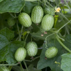 Cucameloen Mexicaanse Komkommer - Talrijke Vruchtjes, Zo Groot Als Een Druif -Planten Zorg Verkoop 1200x1200 51